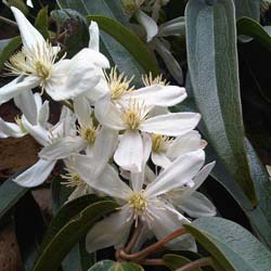 Clmatite armandii